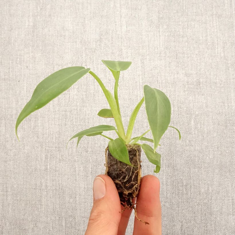 Philodendron radiatum - Mini-motte Ø 3/4 cm sample as delivered in spring