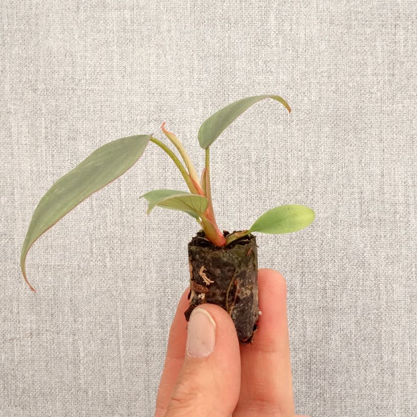 Philodendron x erubescens Red Heart - Philodendron hybride Red Heart Plug plant 3/4cm sample as delivered in spring