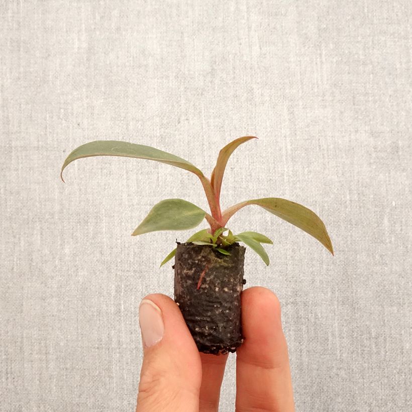 Philodendron tuxtlanum Royal Queen Root ball 5cm x 7cm sample as delivered in spring