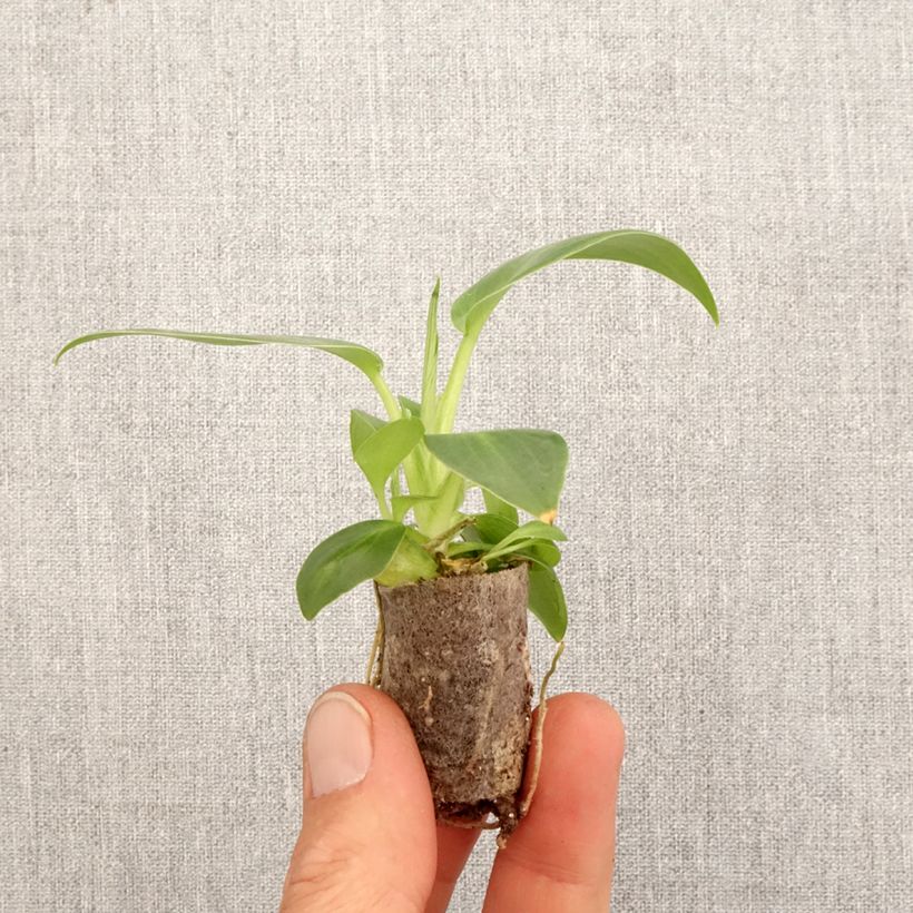 Philodendron rugosum Aberrant - Philodendron rugosum forme aberrante Plug plant 3/4cm sample as delivered in spring