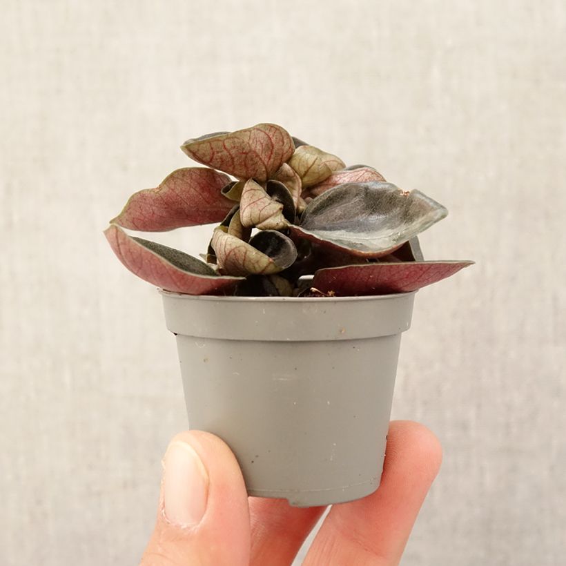 Philodendron sp Colombia  - Philodendron de Colombie Plug plant 3/4cm sample as delivered in spring
