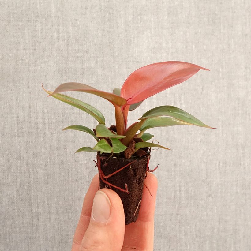Philodendron  Sun Red Plug plant 3/4cm sample as delivered in spring