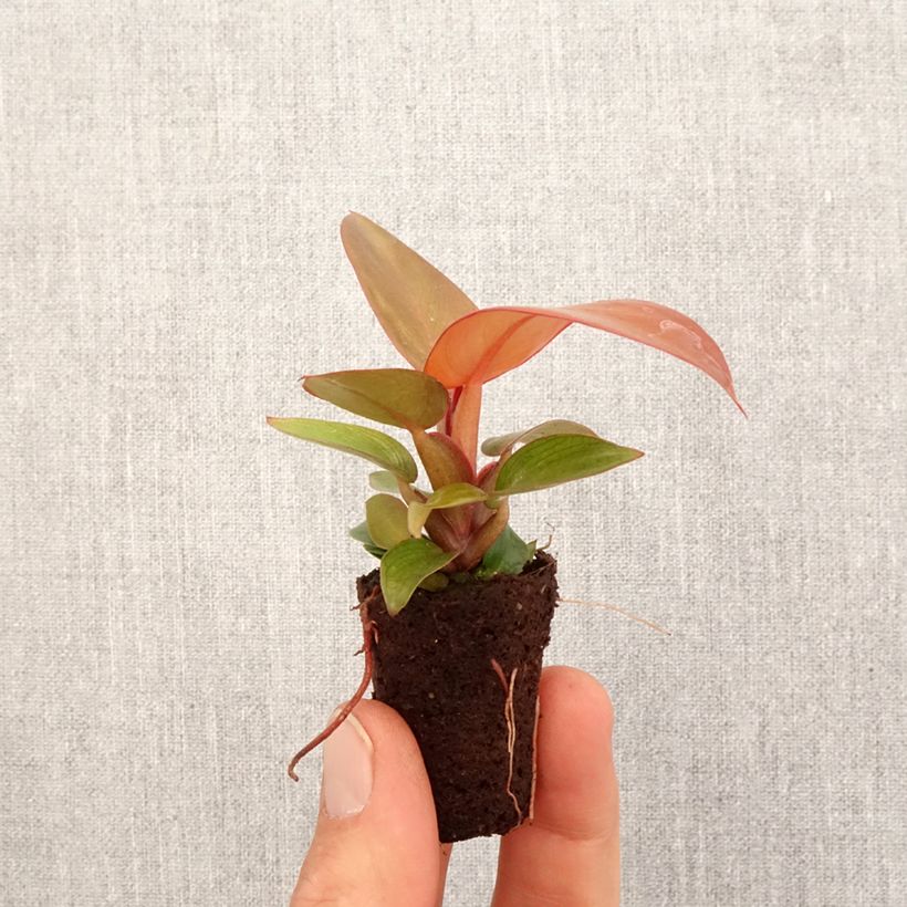 Philodendron Sunlight  Mini-plante sample as delivered in spring