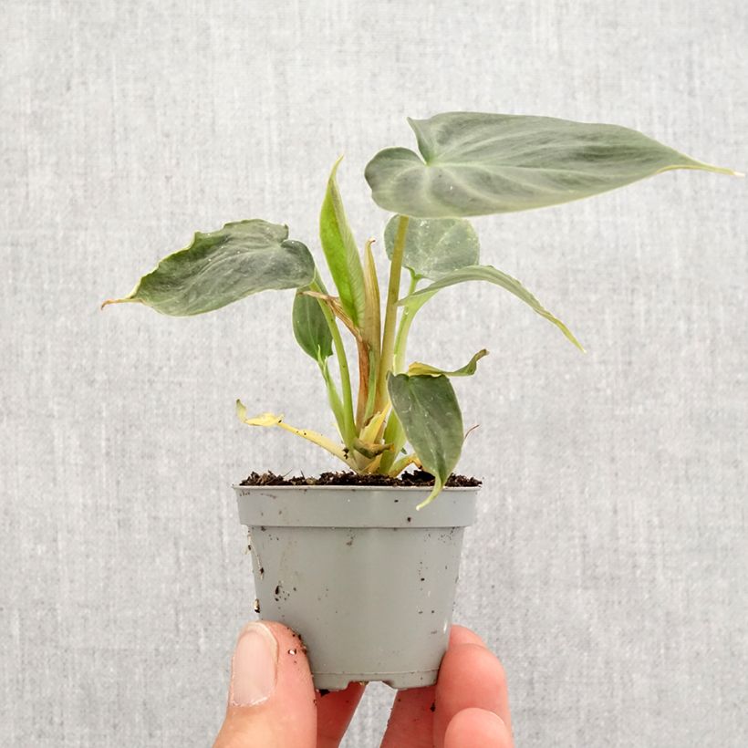 Philodendron verrucosum Mini-plante sample as delivered in spring