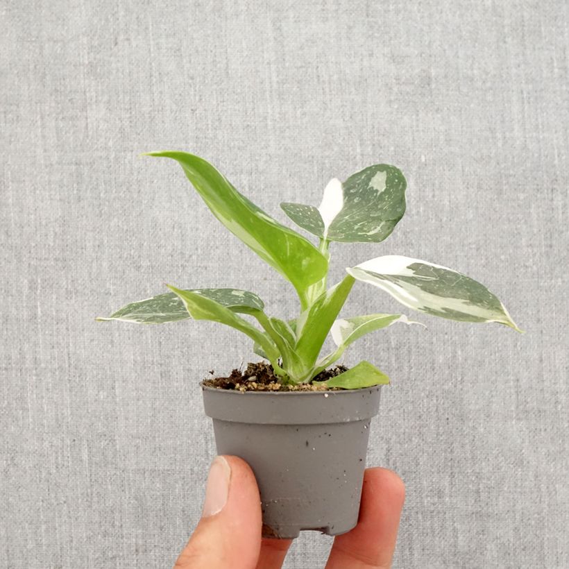 Philodendron x erubescens White Wizard Mini-plante sample as delivered in spring