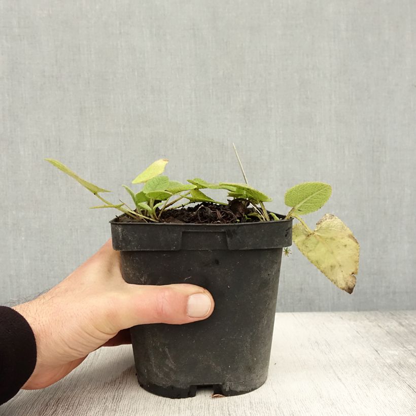 Phlomis russeliana - Jerusalem Sage 2L/3L pot sample as delivered in autumn