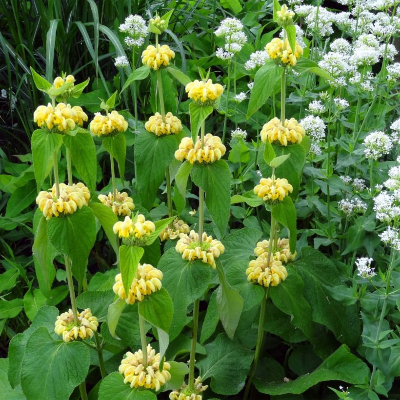 Phlomis russeliana - Jerusalem Sage (Flowering)