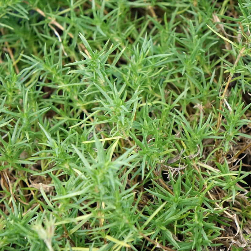 Phlox douglasii Ochsenblut (Foliage)