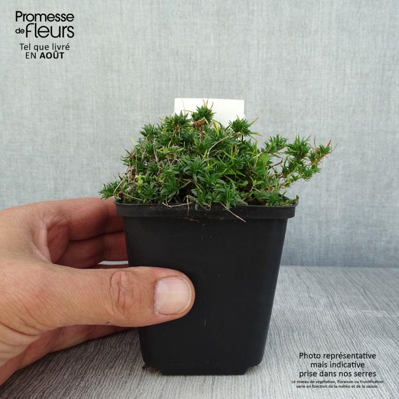 Phlox douglasii Ochsenblut - Phlox mousse - Godet de 8/9 cm sample as delivered in summer