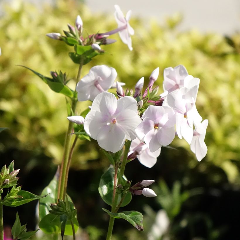 Phlox x paniculata 'Fashionably Early Crystal' (Flowering)