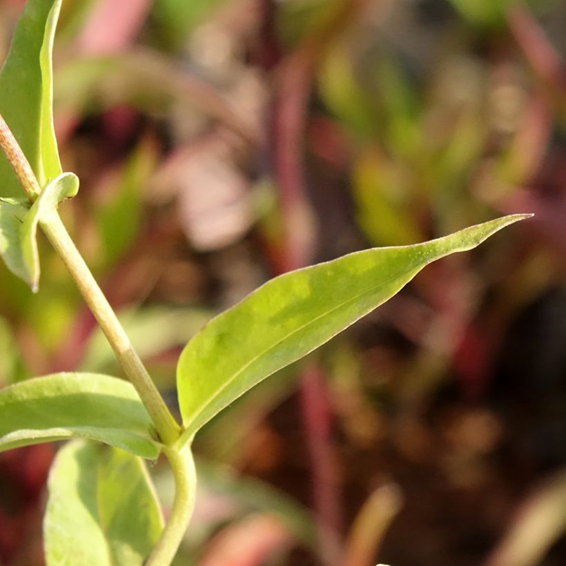 Phlox paniculata Fashionably Early Flamingo (Foliage)