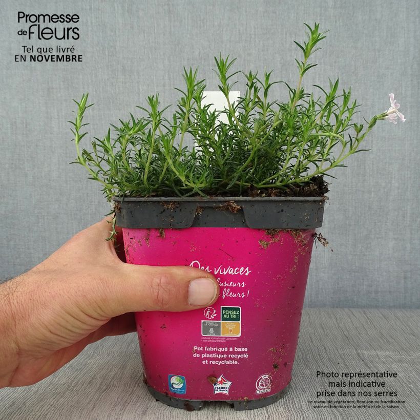 Phlox mousse Candy Stripes (Kimono) - Phlox subulata en pot de 2 litres sample as delivered in autumn