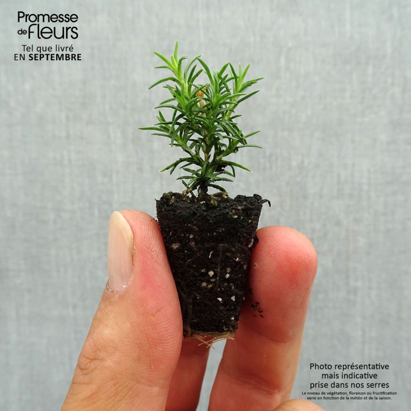 Phlox subulata Candy Stripes Plug plant 3/4cm sample as delivered in autumn
