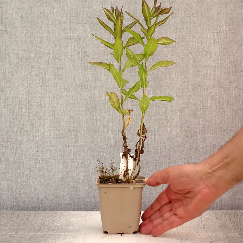 Phlox paniculata Blind Lion 8/9 cm pot sample as delivered in summer