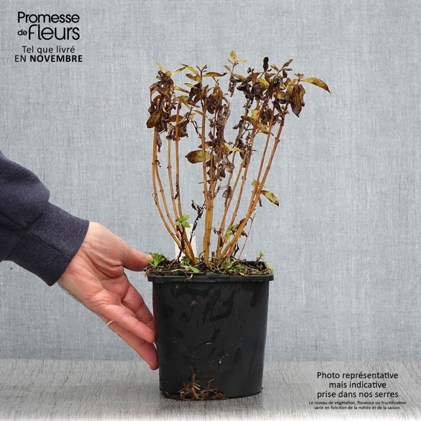 Phlox paniculata Butonik 2L/3L pot sample as delivered in autumn