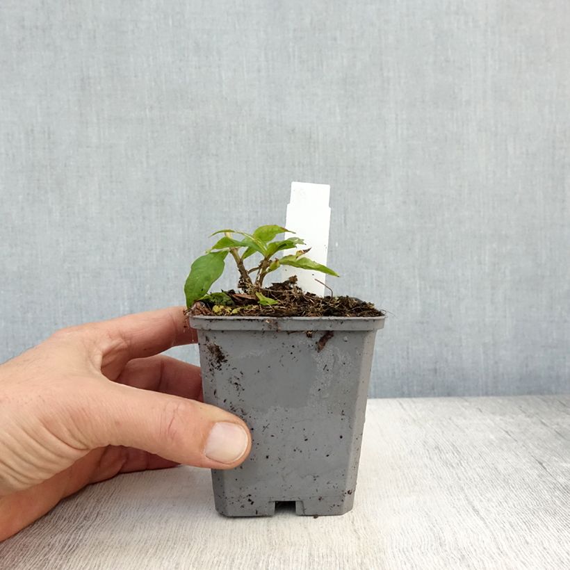 Phlox paniculata Europa 8/9 cm pot sample as delivered in autumn