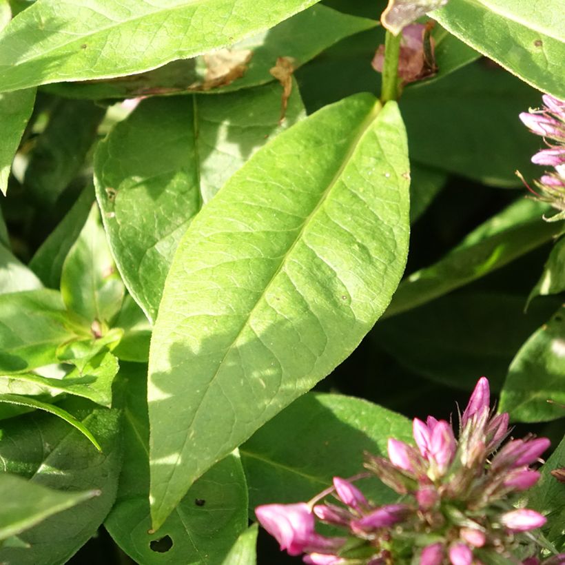 Phlox paniculata Famous Cerise (Foliage)