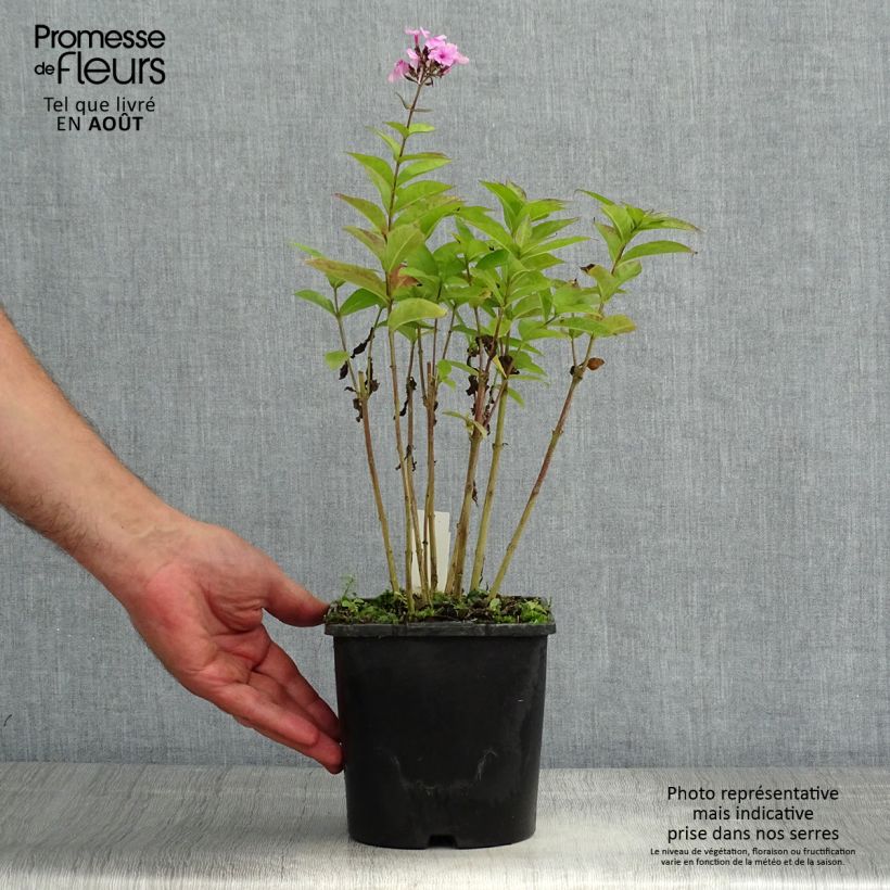 Phlox paniculata Famous Light Pink Pot de 2L/3L sample as delivered in summer