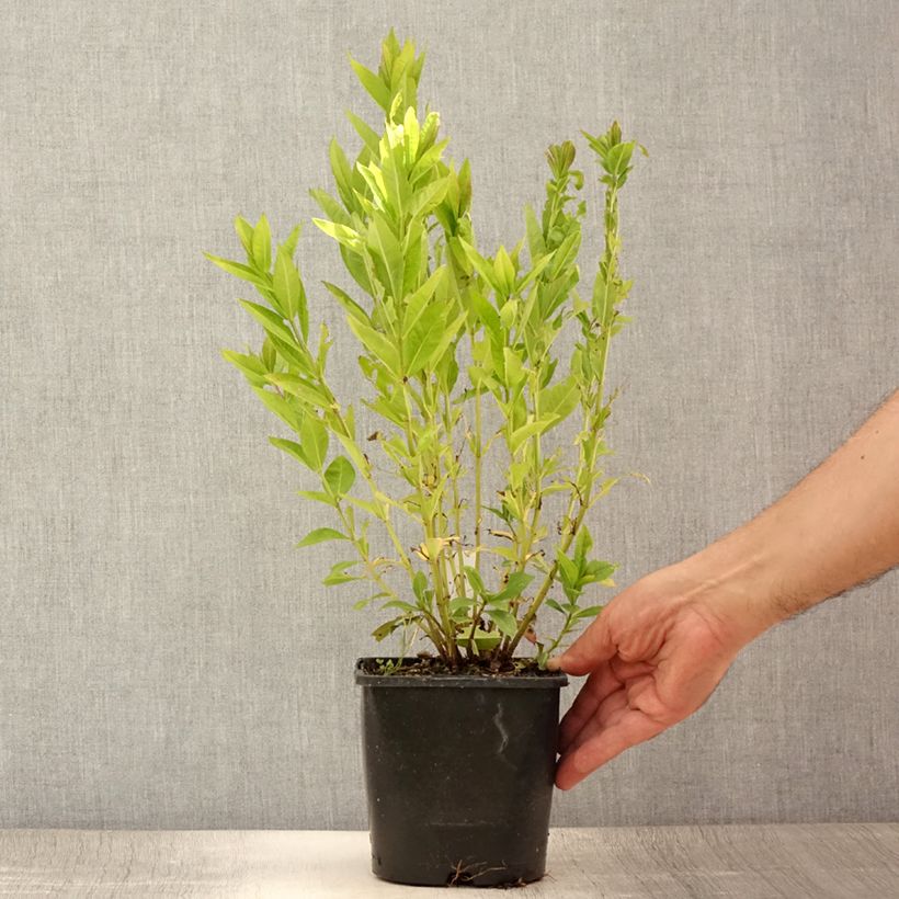 Phlox paniculata Famous Purple Pot de 2L/3L sample as delivered in summer