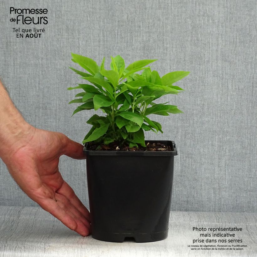 Phlox paniculata Famous White Pot de 2L/3L sample as delivered in summer
