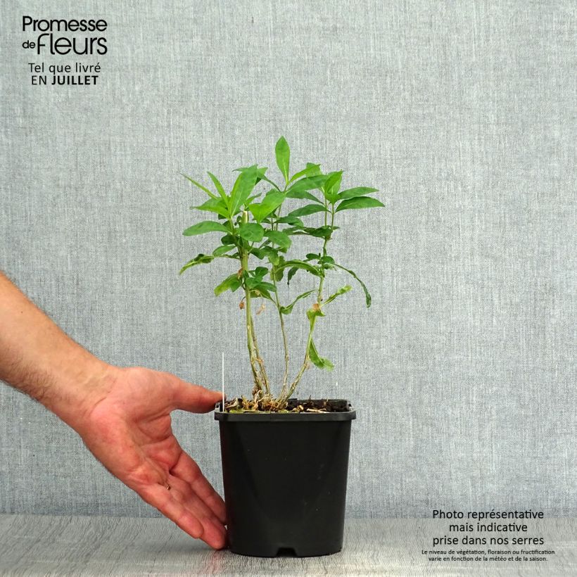 Phlox paniculata Laura 1.5L/2L pot sample as delivered in summer