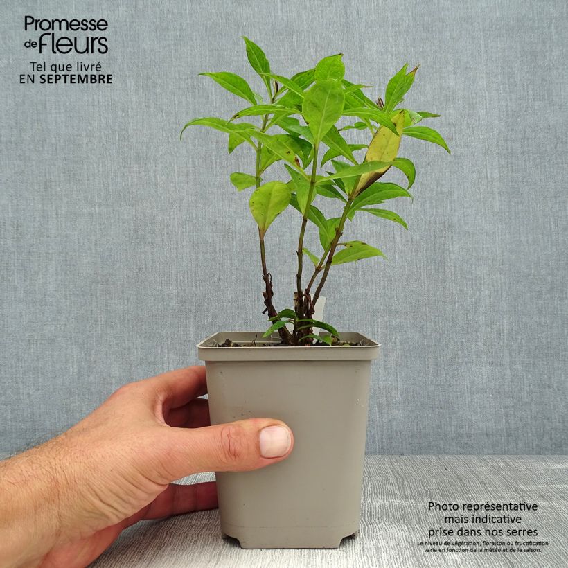 Phlox paniculata Orange Perfection Godet de 9cm sample as delivered in summer