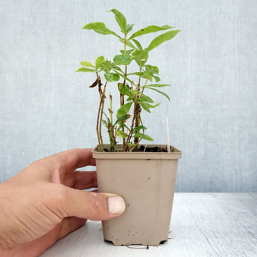 Phlox paniculata Uspech Godet de 9cm sample as delivered in summer