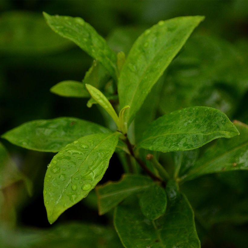 Phlox paniculata Sherbet Blend (Foliage)