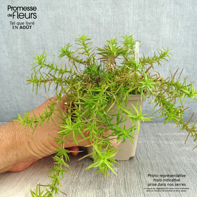 Phlox subulata Atropurpurea - Phlox mousse Godet de 8/9 cm sample as delivered in summer
