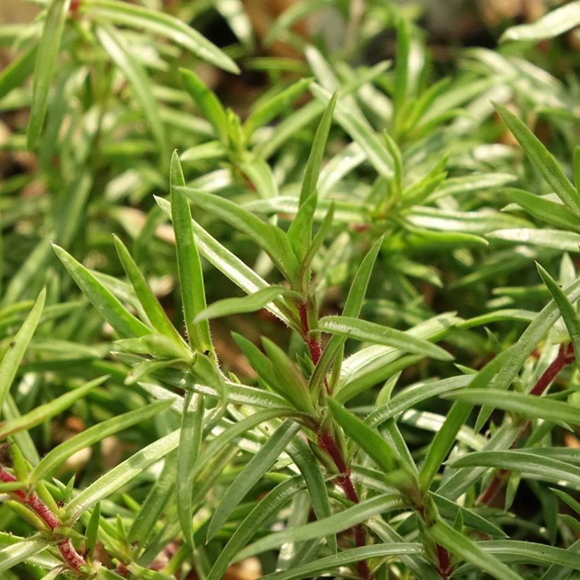 Phlox subulata Atropurpurea (Foliage)