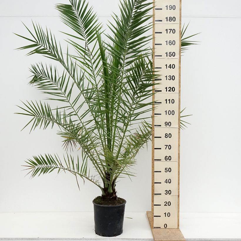 Phoenix canariensis - Canary Island Date Palm 7.5L/10L potShipped height around 150/+cm sample as delivered in spring