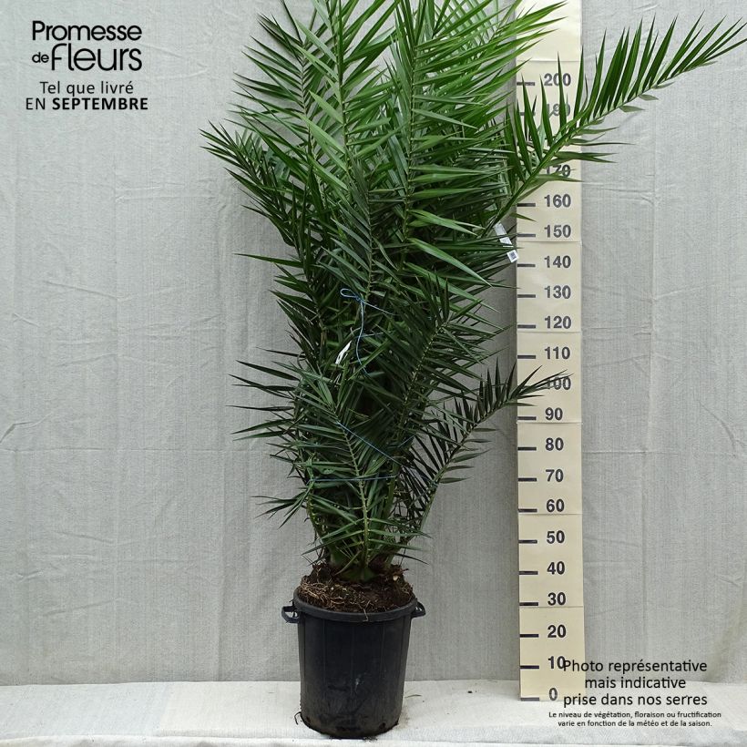 Phoenix canariensis - Palmier dattier des Canaries pot de 35L sample as delivered in autumn