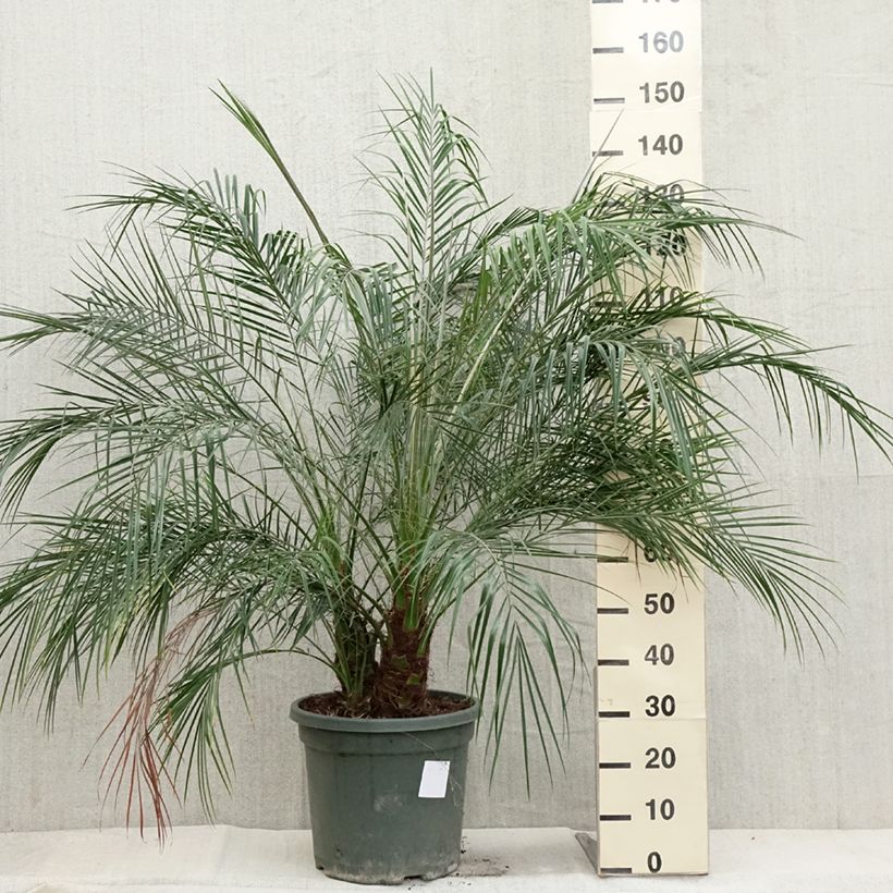 Phoenix roebelinii 20L/25L pot sample as delivered in autumn