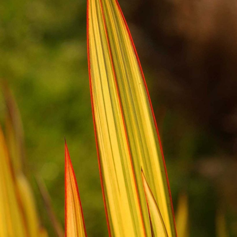Phormium tenax Apricot Queen - New Zealand Flax (Foliage)