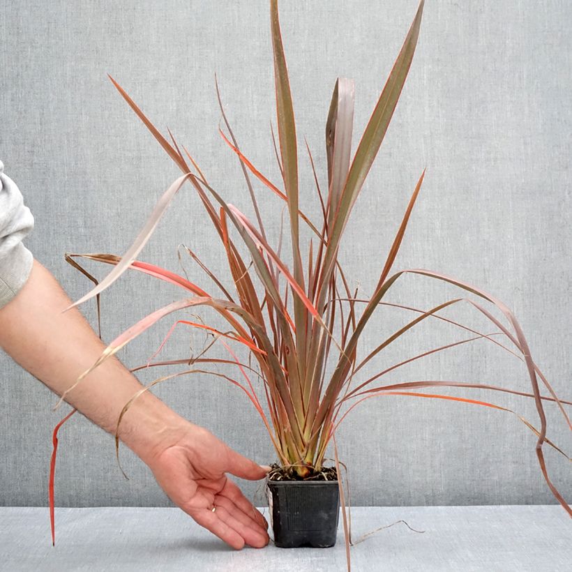 Phormium cookianum Bronze Baby 8/9 cm pot sample as delivered in summer