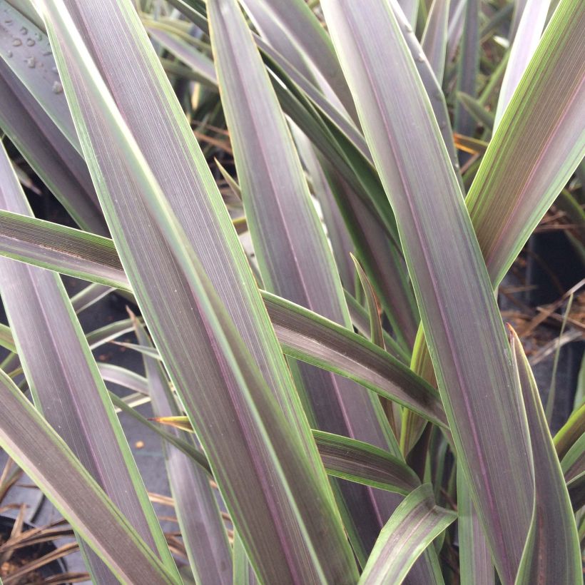 Phormium tenaChocomint - New Zealand Flax (Foliage)