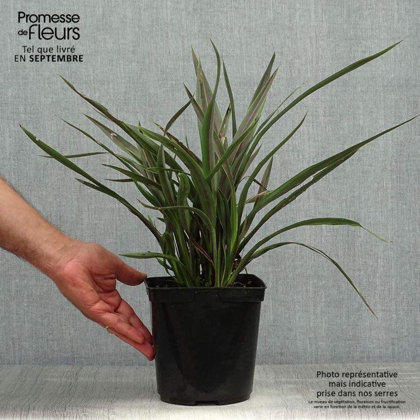 Phormium Chocomint - Lin de Nouvelle-Zélande  Pot de 3L/4L sample as delivered in autumn