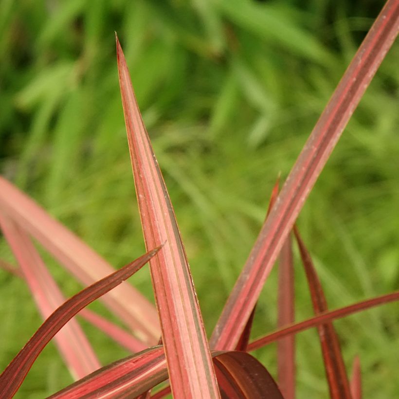 Phormium cookianum Maori Maiden (Foliage)