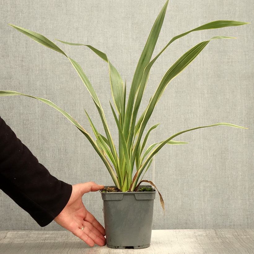 Phormium cookianum subsp. hookeri Tricolor 1.5L/2L pot sample as delivered in autumn