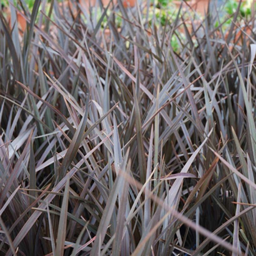 Phormium tenax Dark Delight - New Zealand Flax (Foliage)
