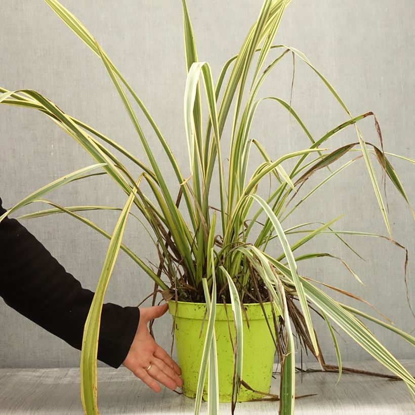 Phormium Golden Ray - New Zealand Flax 7.5L/10L pot sample as delivered in autumn