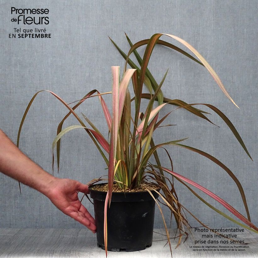 Phormium Jester - Lin de Nouvelle-Zélande en pot de 3L/4L sample as delivered in autumn