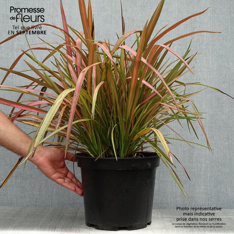 Phormium Jester - Lin de Nouvelle-Zélande en pot de 7,5L/10L sample as delivered in autumn