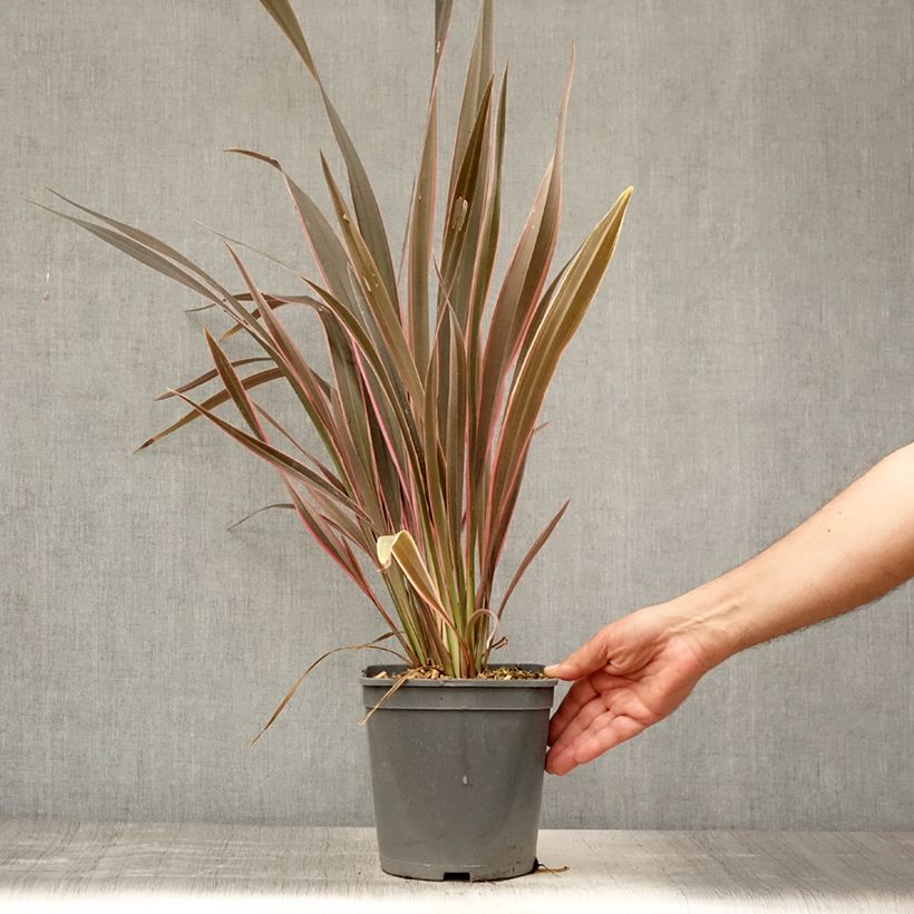 Phormium Pink Stripe - New Zealand Flax 3L/4L pot sample as delivered in summer