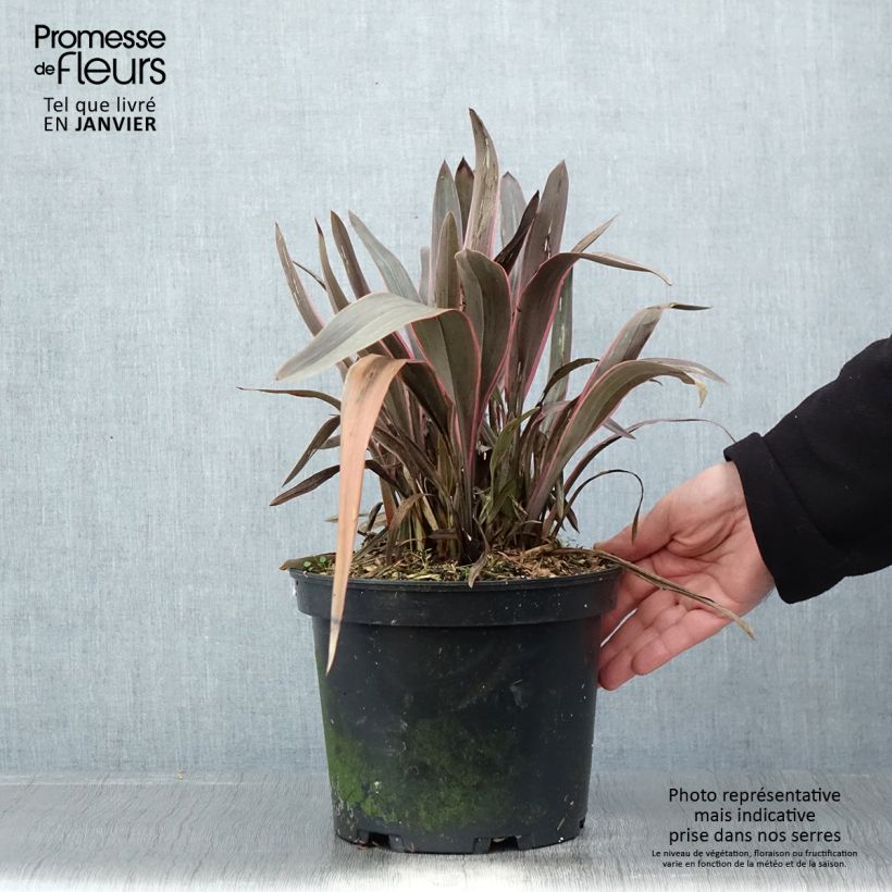 Phormium  Pink Stripe - Lin de Nouvelle-Zélande  Pot de 3L/4L sample as delivered in winter