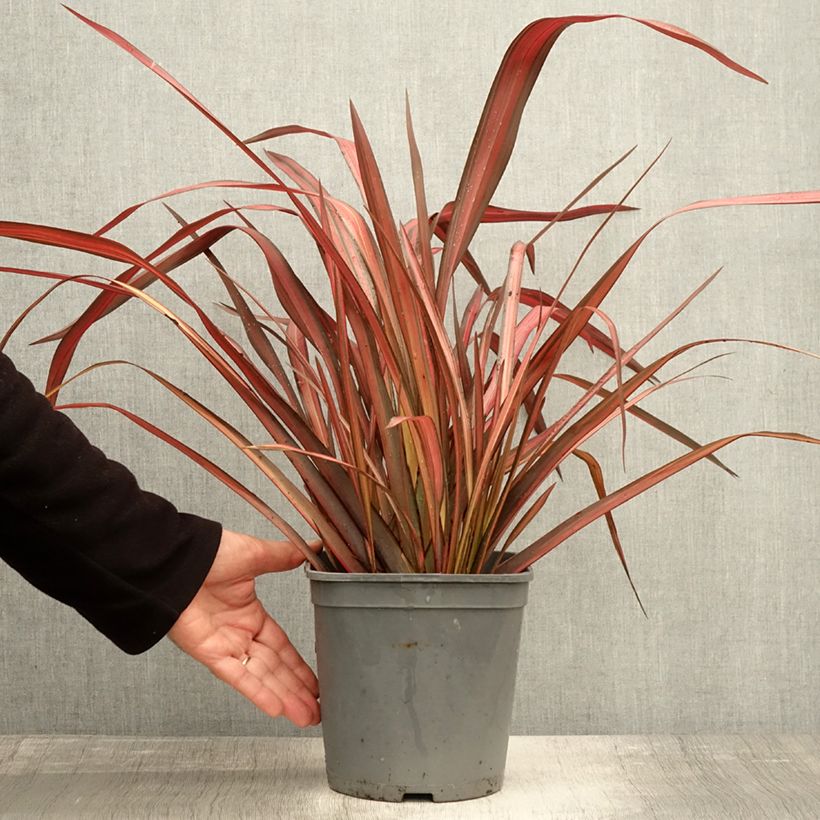 Phormium tenax Evening Glow - New Zealand Flax 4L/5L pot sample as delivered in autumn