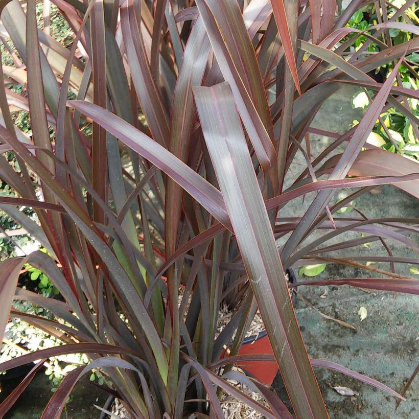 Phormium tenax Purpureum - New Zealand Flax (Foliage)