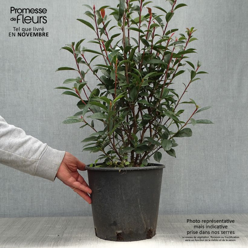 Photinia fraseri Carré Rouge en pot de 7,5L/10L sample as delivered in autumn