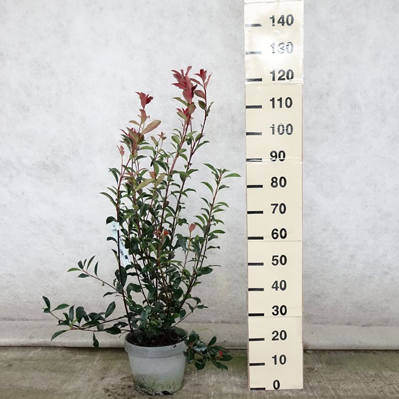 Photinia x fraseri 'Carré Rouge' 7.5L/10L pot sample as delivered in summer