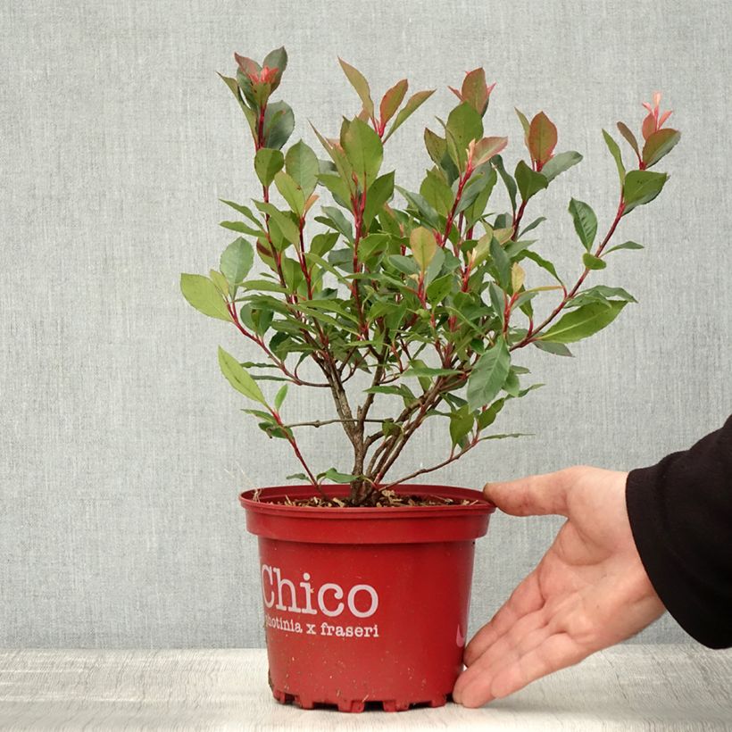 Photinia  fraseri Chico - Christmas Berry 2L/3L pot sample as delivered in autumn